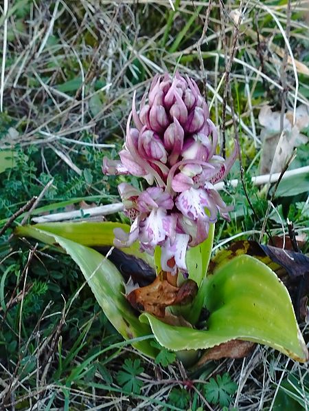 Himantoglossum robertianum  - Gérard Joseph