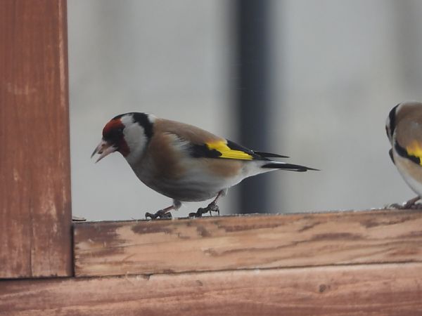 szczygieł  - Adrian Dudkiewicz