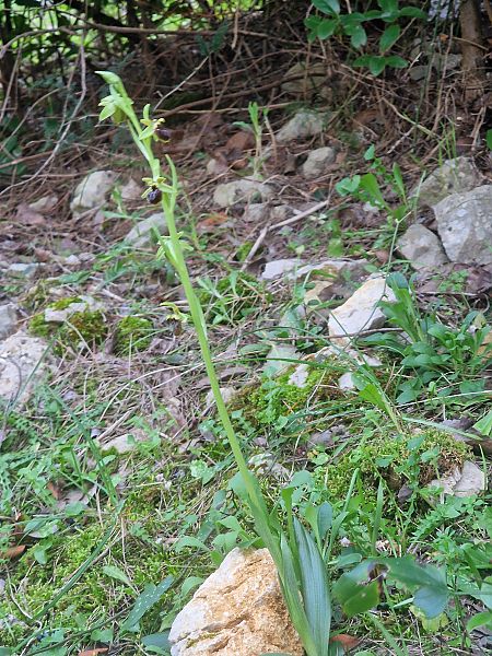 Ophrys massiliensis  - Diane Raibaut