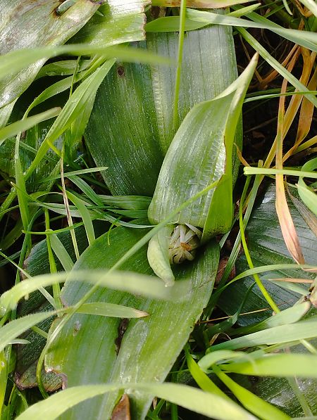 Himantoglossum robertianum  - Gérard Joseph