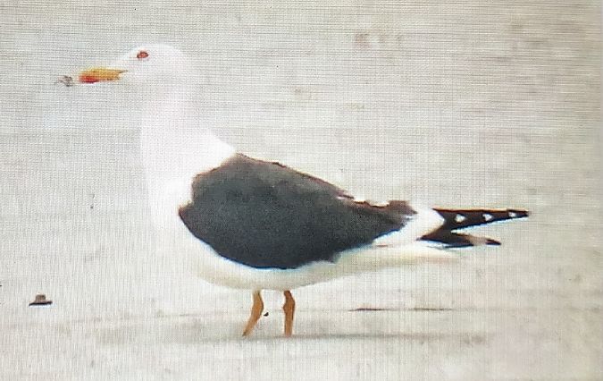 Gavià fosc  - Ferran Pujol