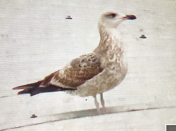 Gavià fosc  - Ferran Pujol