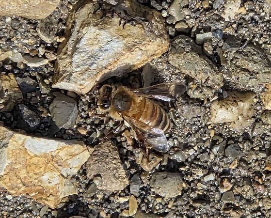 Apis mellifera  - Alberto Manganaro