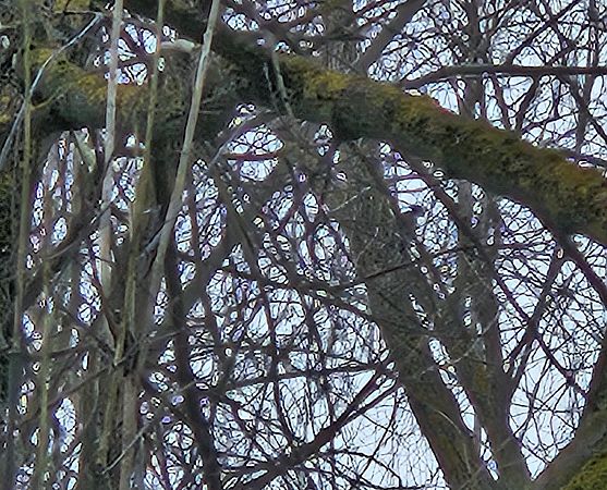 dzięcioł czarny  - Anna Kamilewicz-Wicik