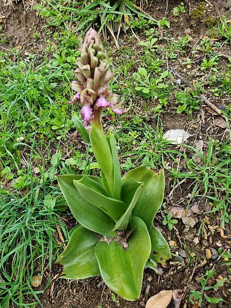 Barlia robertiana  - Millon Annie