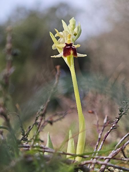 Ophrys occidentalis  - Alain Bultez
