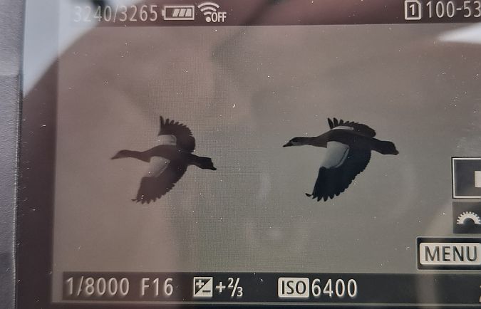 gęsiówka egipska  - Tomasz Doroń