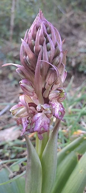 Himantoglossum robertianum  - Marc et M-Joëlle Silvestre