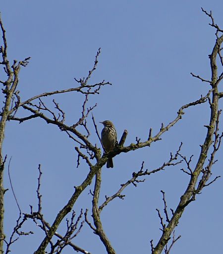 Pispola  - Lorenza Venturini