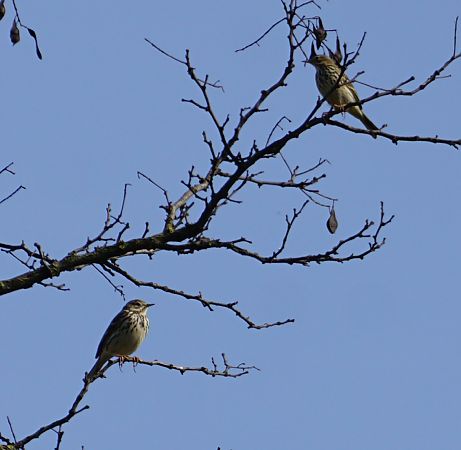 Pispola  - Lorenza Venturini