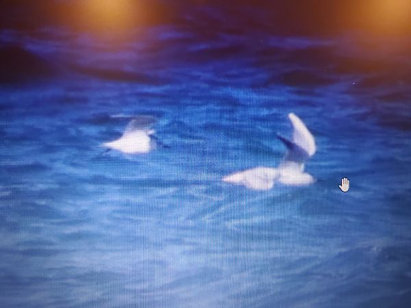 Antxeta txikia  - Caroline Dunesme