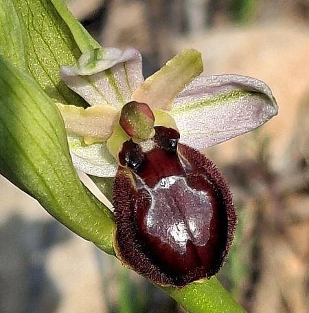 Ophrys occidentalis 