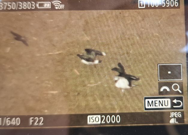 czajka  - Tomasz Doroń