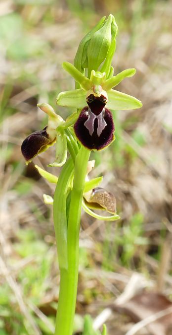 Ophrys occidentalis  - Florence Potier