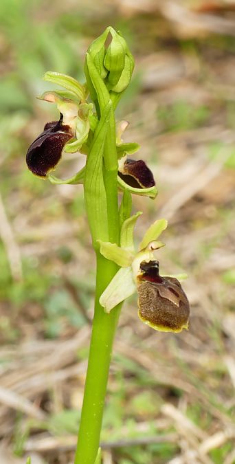 Ophrys occidentalis  - Florence Potier
