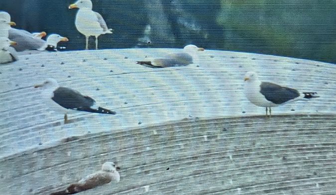 Gavià fosc (ssp. graellsii)  - Ferran Pujol