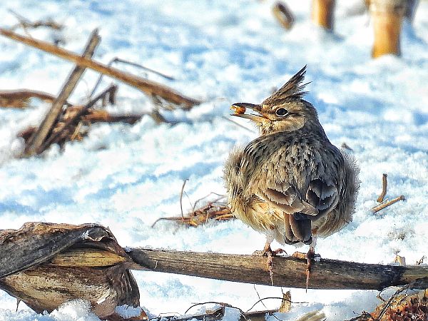 Cochevis huppé  - Kacper Mikulski