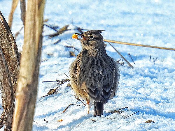 Haubenlerche  - Kacper Mikulski