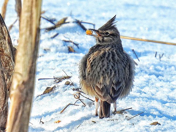 Haubenlerche  - Kacper Mikulski