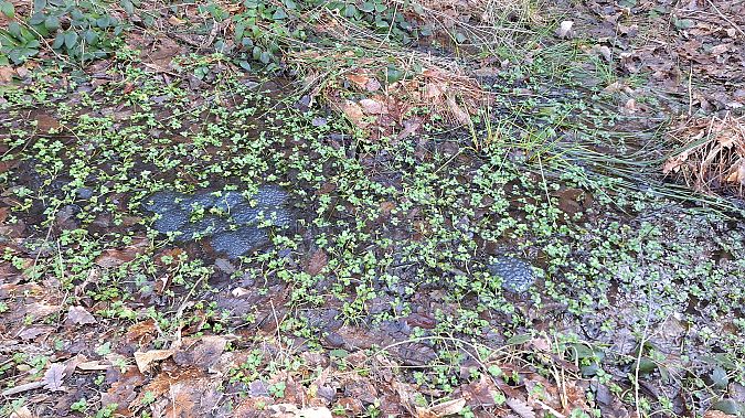 Rana temporaria  - Renato Cottalasso