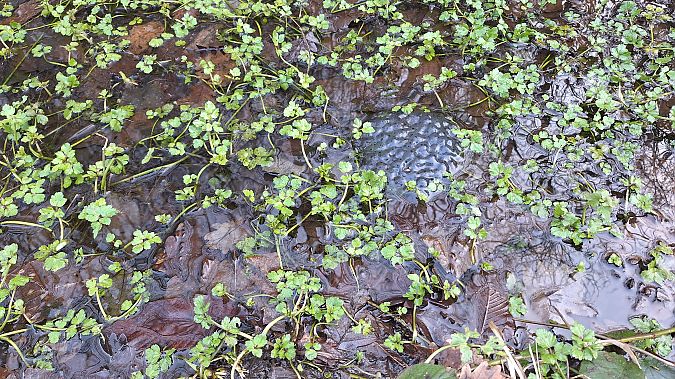 Rana temporaria  - Renato Cottalasso