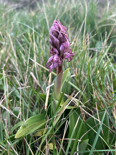 Himantoglossum robertianum  - Nicolas Gendre