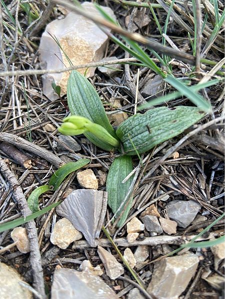 Ophrys forestieri  - Jean-Pierre Crepeau