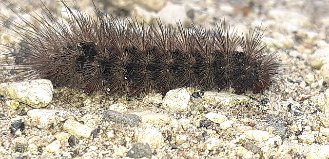 Zimtbär, Rostbär  - Michele Cento