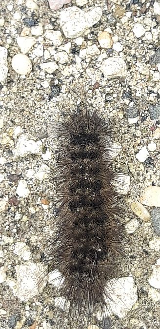 Phragmatobia fuliginosa  - Michele Cento