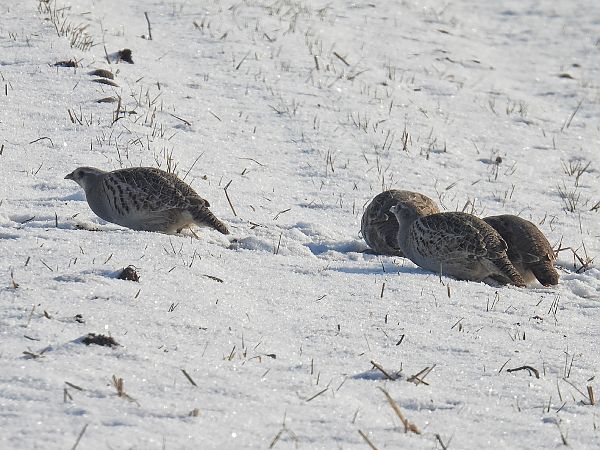 kuropatwa  - Kacper Mikulski