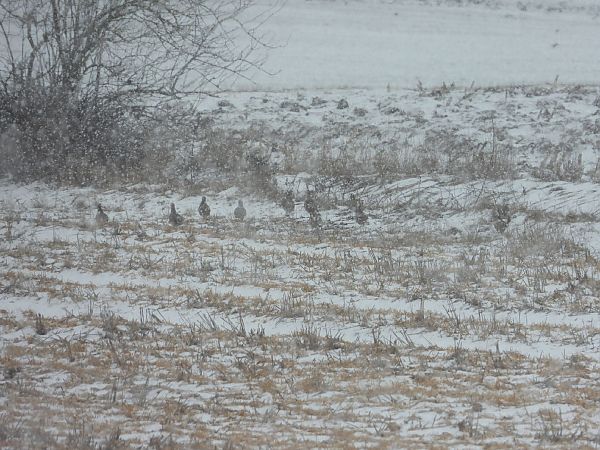 kuropatwa  - Adrian Dudkiewicz