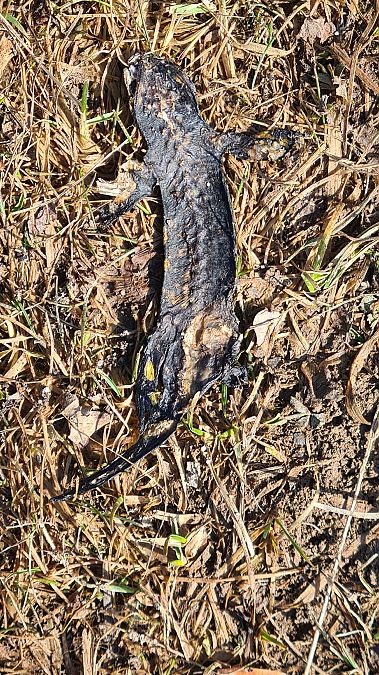 Salamandra pezzata  - Fabrizio Florit (FVG)