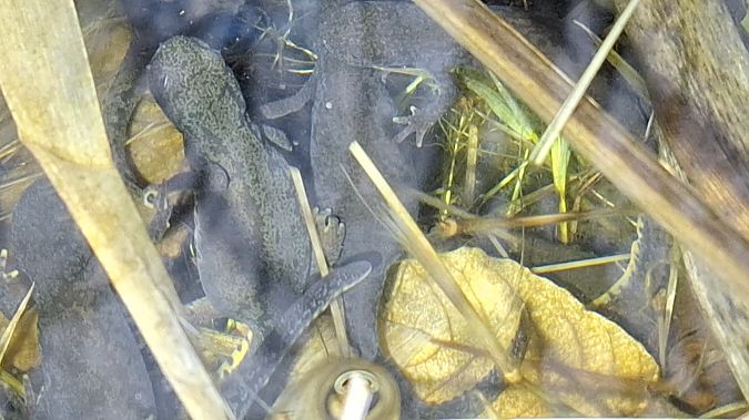 Alpine Newt  - Renato Cottalasso