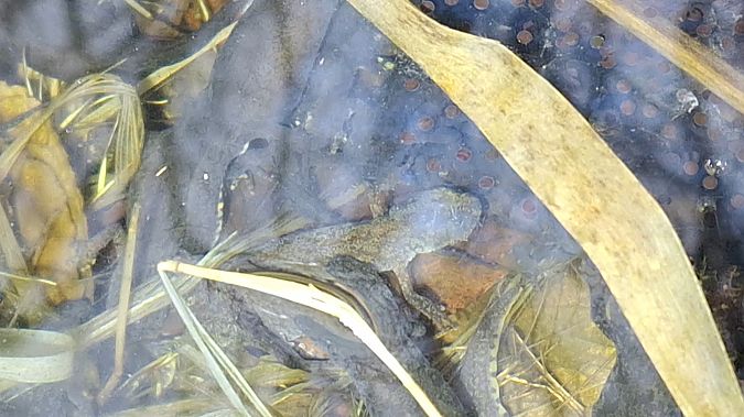 Tritone alpestre  - Renato Cottalasso