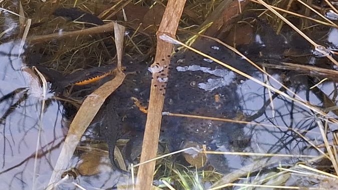 Tritone alpestre  - Renato Cottalasso