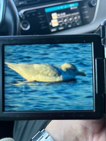 mewa blada  - Piotr Giertych