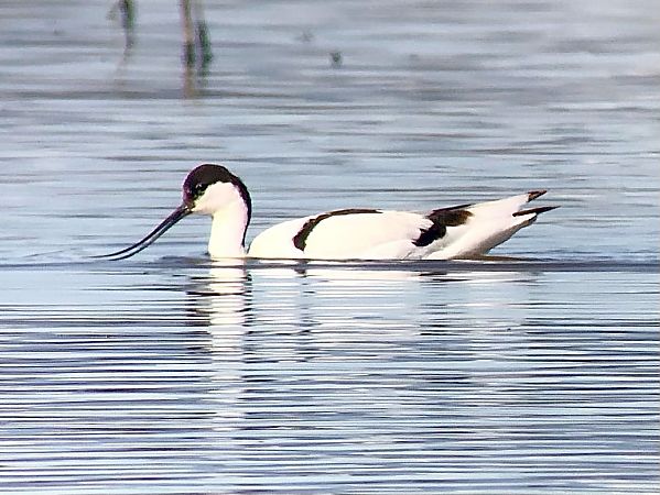 Bec d'alena  - Ramon Prat Espelt