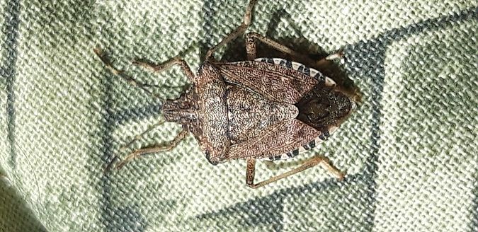 Cimice asiatica  - Michele Cento