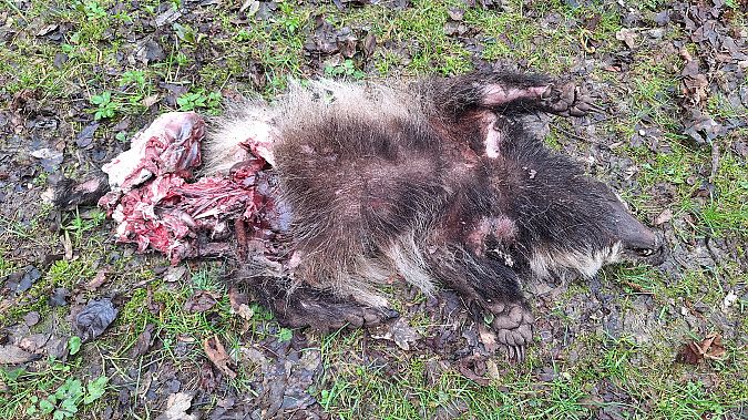 Tasso  - Renato Cottalasso