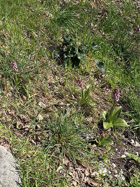 Himantoglossum robertianum  - Jerome Brunet