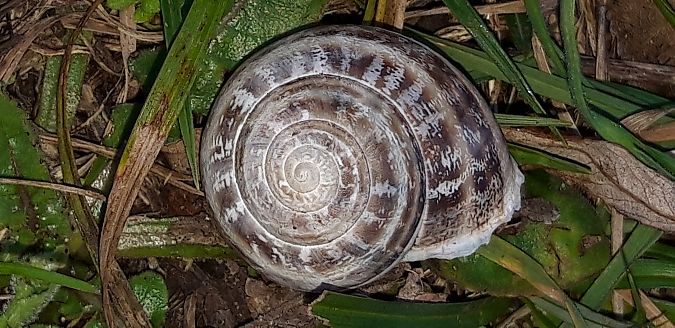 Eobania vermiculata  - Michele Cento