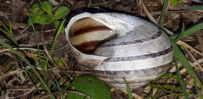 Eobania vermiculata  - Michele Cento