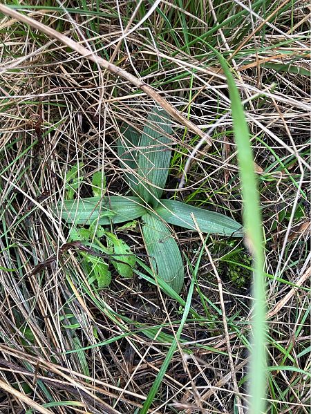 Ophrys sp.  - Florent de Gasperis