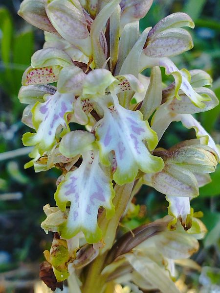 Himantoglossum robertianum  - Gérard Joseph