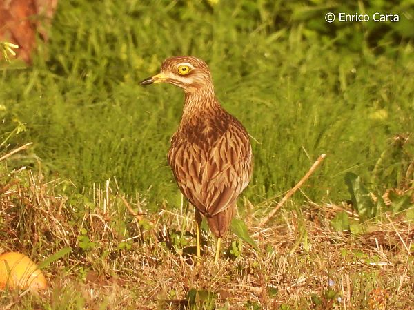 Occhione  - Enrico Carta