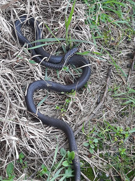 Biacco  - Bassano Riboni