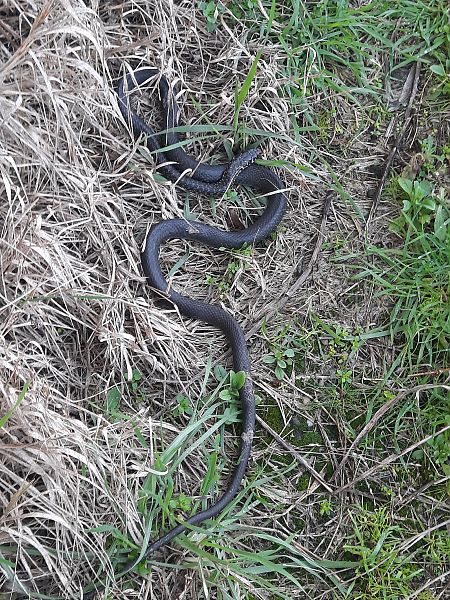 Biacco  - Bassano Riboni