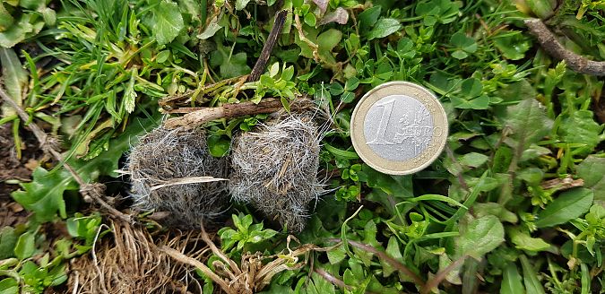 Mammifero indet.  - Giuseppe Di Lieto