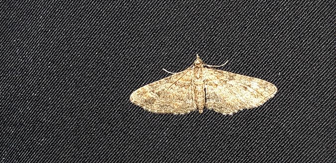 Gymnoscelis rufifasciata  - Michele Cento