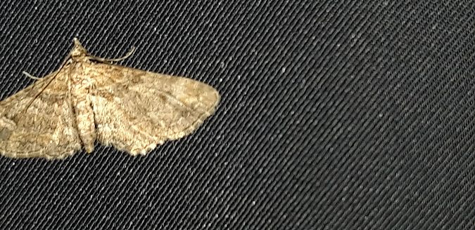 Gymnoscelis rufifasciata  - Michele Cento